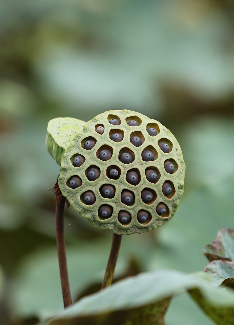 Temporal Pods